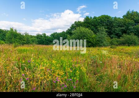 prairie herbeuse aux herbes sauvages en été. forêt de hêtre sauvage autour de la glade. temps ensoleillé d'été avec quelques nuages sur le ciel bleu Banque D'Images