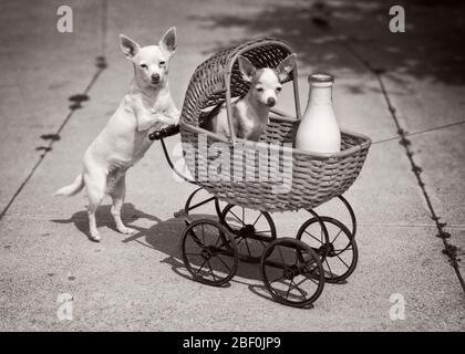 CHIEN DES ANNÉES 1930 REGARDANT LA CAMÉRA POUSSER UN AUTRE CHIEN DANS BUGGY EN OSIER AVEC BOUTEILLE DE LAIT HUMORISTIQUE - ASP JO4090 ASP001 CANINES GROTESQUES HARS ZANY COMIQUE NON CONVENTIONNEL POOCH CONNEXION COMÉDIE CONCEPTUELLE IDIOSYNCRATIQUE WACKY AMUSANT UN AUTRE CANINE EXCENTRIQUE JEUNES MAMAN BÉBÉ CHARIOT NOIR ET BLANC ERRATIQUE VIEUX OUTRAGEANT Banque D'Images