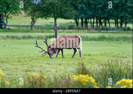 Cerf rouge, vu sur le parcours de golf de Lochranza, île d'Arran, Écosse Banque D'Images