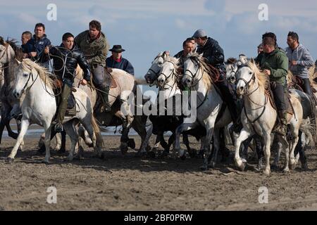 Chevaux blancs qui gallerent sur la plage pendant le Festival d'abricados à Saintes-Maries-de-la-Mer, Camargue, France Banque D'Images