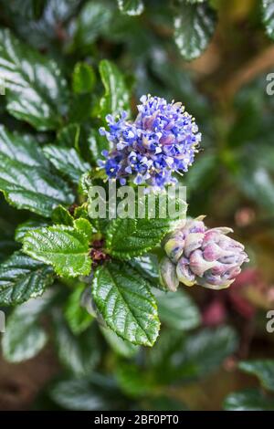 Ceanothyrsiflorus ou lilas sauvage montrant des feuilles et des fleurs. Banque D'Images