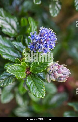 Ceanothyrsiflorus ou lilas sauvage montrant des feuilles et des fleurs. Banque D'Images