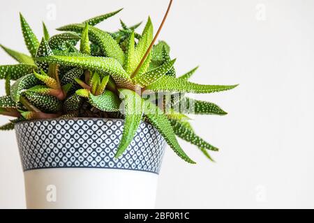 Gros plan sur une haworthia atténuata succulente maison dans pot décoratif sur fond blanc avec pic de fleur. Plan attrayant à motifs Banque D'Images