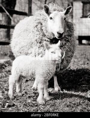 ANNÉES 1950 MOUTONS CHEVIOT EWE ET AGNEAU DEBOUT ENSEMBLE DANS LE BARYARD REGARDANT LA CAMÉRA - S7697 HAR001 HARS DANS LES ÎLES BRITANNIQUES RACES DE LA PROGÉNITURE DE FIBRES EWE MAMANS CROISSANCE MUTONS OVIS ARIES TOGETHNESS BARNYARD NOIR ET BLANC HAR001 BÉTAIL ANCIENNE ECOSSE Banque D'Images