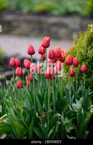 Tulipa World's Favorite,Darwin Hybrid Tulip,tulipes, fleurs rouge-tomate,bords de pétales jaune-or,fleurs printanières,RM Floral Banque D'Images