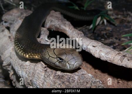 Roi Cobra. Espèce: hannah,genre: Ophiophage,famille: Elapidae,ordre: Squamata,Classe: Reptilia,Phylum: Chordata,Royaume: Animalia,Reptile,Snake Banque D'Images