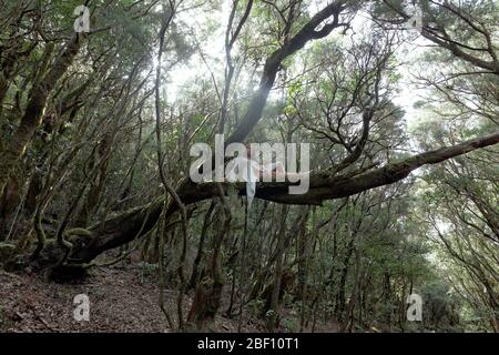 Modèle sur arbre dans le parc national de Garajonay, la Gomera, Espagne Banque D'Images
