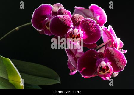Plante d'orchidée avec de belles fleurs violettes sur fond noir Banque D'Images
