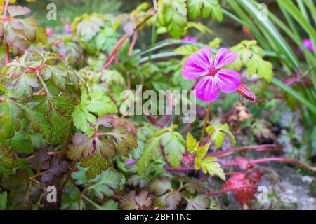 Gros plan de fleur rose vive d'herbe-Robert également connu sous le nom de rouge-gorge (nom latin: Géraniums robertianum) Banque D'Images