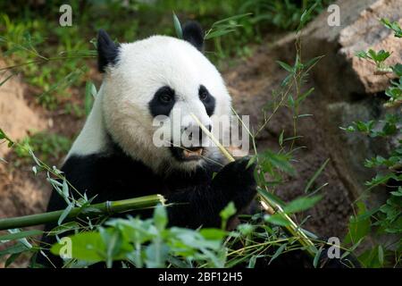 Panda géant. Espèce: Melanoleuca,genre: Ailiropoda,famille: Ursidae,ordre: Carnivora,Classe: Mammalia,Phylum: Chordata,Royaume: Animalia,Mei Xiang,femelle,Ours,Panda géant,yard,extérieur,bambou,horizontal Banque D'Images
