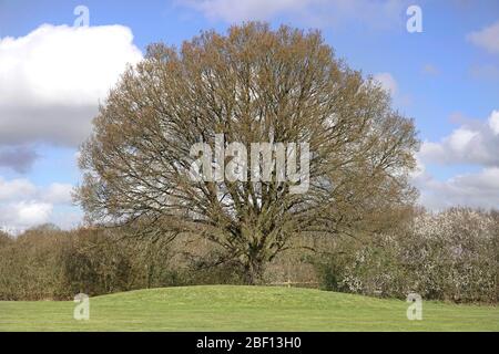 Printemps soleil dans le paysage rural Anglais feuillus chêne arbre & campagne hedgerow entrée dans feuille & fleur Brentwood Essex Angleterre Royaume-Uni Banque D'Images