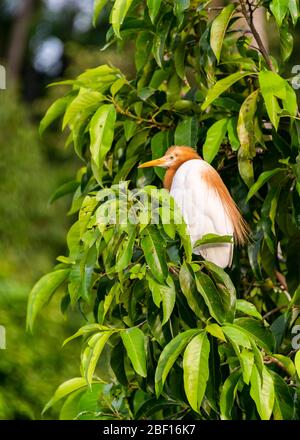 Gros plan vertical d'un bétail Egret à Bali, Indonésie. Banque D'Images