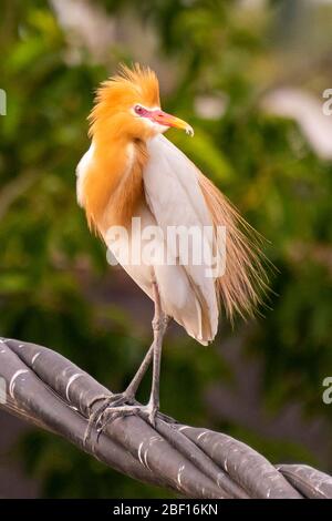 Gros plan vertical d'un bétail Egret à Bali, Indonésie. Banque D'Images