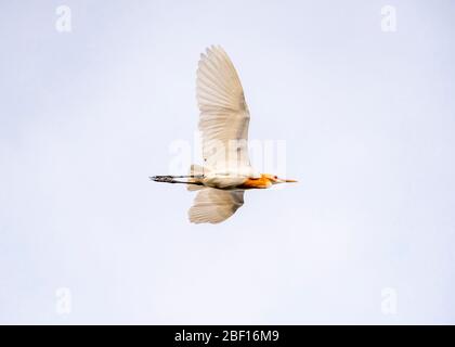Vue horizontale d'un aigrette de bétail en vol à Bali, Indonésie. Banque D'Images