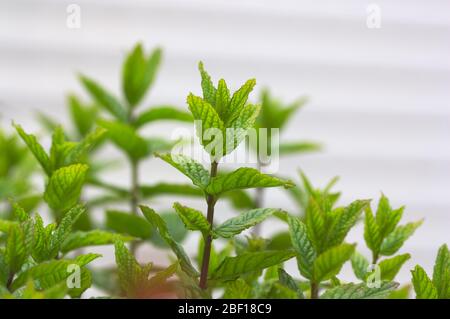 Gros plan des branches d'une plante de menthe ou de menthe verte, cultivée comme herbe aromatique et espace pour les textes dans le fond neutre Banque D'Images