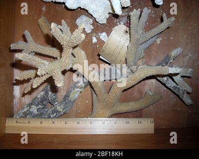 Acropora cervicornis. 29 mars 20172 Banque D'Images