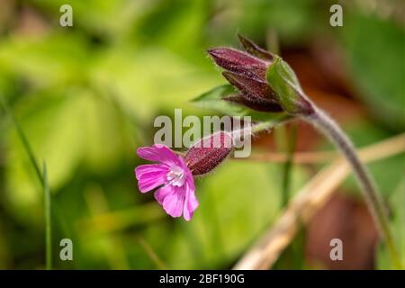 Gros plan sur la fleur et la tige de Campion rouge hedgeriw Banque D'Images