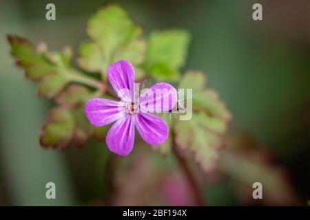 Gros plan sur la tête de fleur rose Herb Robert dans les bois anglais Banque D'Images