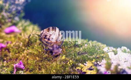 photo macro d'un petit escargot sur mousse verte avec un fond flou dans des couleurs douces Banque D'Images