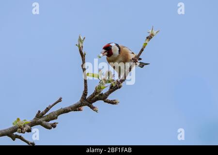 Goldfinch- Carduelis carduelis se nourrit de Apple Blossom-Malus. Ressort. Banque D'Images
