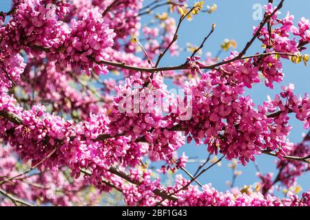 Branches fleuries de Cercas également connu sous le nom de l'arbre Judas contre le ciel bleu lors d'une journée de printemps ensoleillée. Fleurs violettes d'un arbre de bourgeons de l'est. Gros plan. Banque D'Images