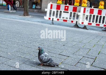Cologne, NRW, Allemagne 14 04 2020, Dove sur une rue pavée, barrières en arrière-plan Banque D'Images