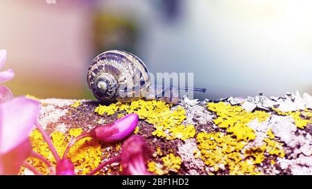 photo macro d'un petit escargot sur mousse verte avec un fond flou dans des couleurs douces Banque D'Images