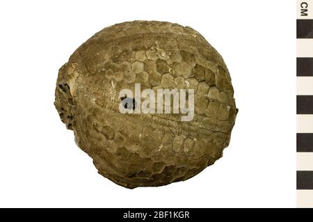 Oursin de mer. Cet objet fait partie de la collection Education and Outreach, dont certains sont dans le centre d'éducation scientifique Q?rius et disponibles pour voir.Paléozoïque - Carbonifère - Bas/Early114 Jan 20Keokuk Limestone Banque D'Images