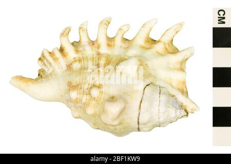 Conch. Araignée millipede Cet objet fait partie de la collection éducation et sensibilisation, dont certaines sont dans le centre d'éducation scientifique Q?rius et sont disponibles pour voir.114 Jan 2020 Banque D'Images