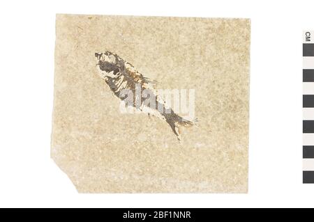 Poissons à Rayfined fossile. Cet objet fait partie de la collection éducation et sensibilisation, dont certaines sont dans le centre d'éducation scientifique Q?rius et disponibles pour voir.Cenozoïque - Paléogène - Eocen114 Jan 20Green River Banque D'Images