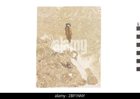 Poisson Rayfinned. Cet objet fait partie de la collection éducation et sensibilisation, dont certaines sont dans le centre d'éducation scientifique Q?rius et disponibles pour voir.Cenozoïque - Paléogène - Eocen114 Jan 20Green River Banque D'Images