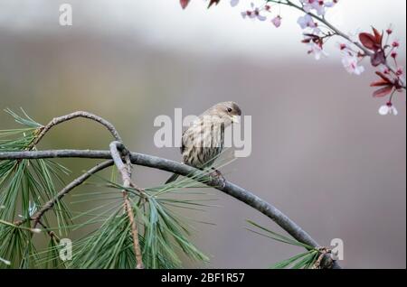 Maison Finch femelle, Haemorhous mexicanus, perchée sur un arbre de prune à fleurs au printemps Banque D'Images