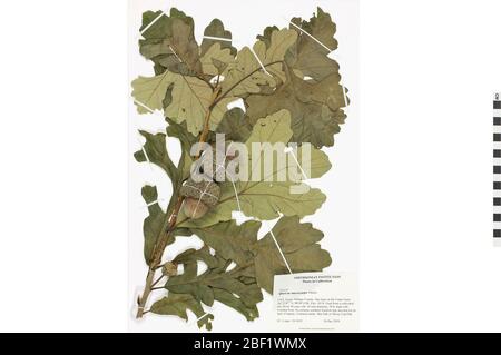 Chêne de Bur. Cet objet fait partie de la collection éducation et sensibilisation, dont certaines sont dans le centre d'éducation scientifique Q?rius et sont disponibles pour voir.114 Jan 2020 Banque D'Images