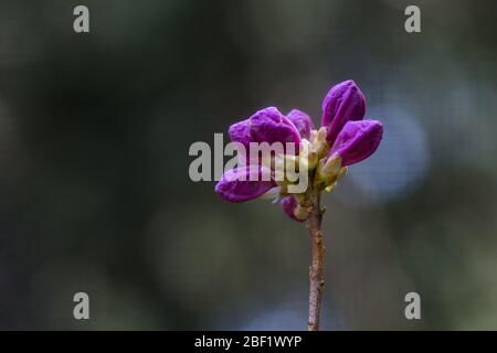 Fermeture des bourgeons roses de rhododendron au printemps matin Banque D'Images