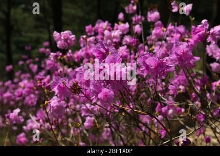 Le printemps est plein de rhododendrons roses dans les montagnes et les forêts. Banque D'Images