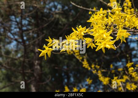 Fleurs forsythia jaunes fleuries au printemps Banque D'Images