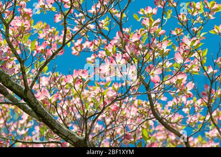 Gros plan horizontal de magnifiques séquoias roses en fleur contre un ciel bleu profond. Banque D'Images