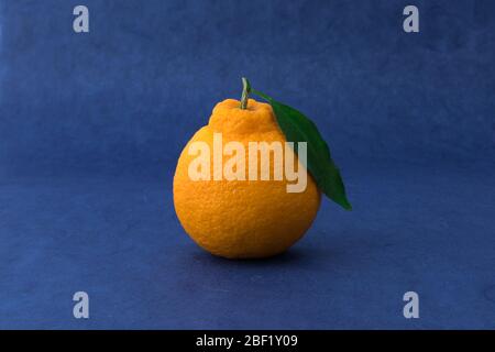 Orange Hallabong sur fond bleu. Un fruit de l'avant. (Corée, spécialités de l'île de Jeju) Banque D'Images