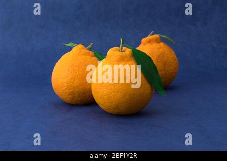 Orange Hallabong sur fond bleu. Trois fruits vus de l'avant. (Corée, spécialités de l'île de Jeju) Banque D'Images