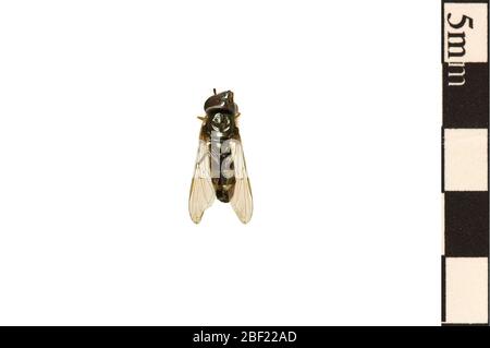 HoverFly syrphid Fly syrphid Fly. Cet objet fait partie de la collection éducation et sensibilisation, dont certaines sont dans le centre d'éducation scientifique Q?rius et sont disponibles pour voir.114 Jan 2020 Banque D'Images