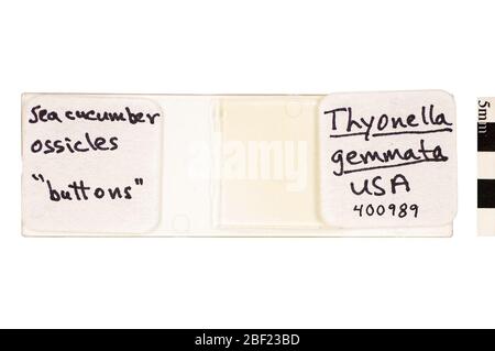 Concombre de mer à rayures. Cet objet fait partie de la collection éducation et sensibilisation, dont certaines sont dans le centre d'éducation scientifique Q?rius et disponibles pour voir.ossices114 Jan 2020 Banque D'Images