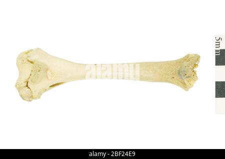 Palm Civet Luwack d'Asie. Cet objet fait partie de la collection éducation et sensibilisation, dont certaines sont dans le centre d'éducation scientifique Q?rius et disponibles pour voir.Humerus114 Jan 2020 Banque D'Images