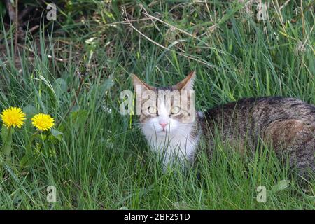 Chat tabby blanc croisé dans une herbe longue à côté de deux pissenlits jaunes regardant la caméra le jour ensoleillé du printemps. Banque D'Images