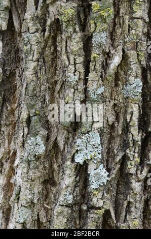 Frêne vert, Fraxinus pennsylvanica, écorce Banque D'Images