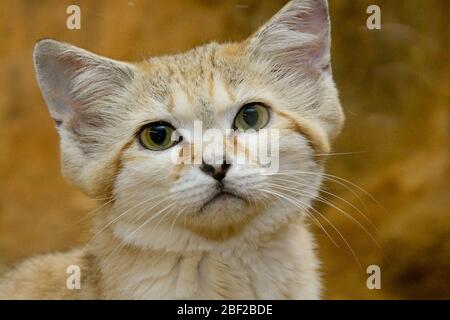 Sable Cat Thor,essence: margarita,genre: Felis,famille: Felidae,ordre: Carnivora,Classe: Mammalia,Phylum: Chordata,Royaume: Animalia,SMH,Small Mammal House,Cat,Sand Cat,mâle,horizontal Banque D'Images