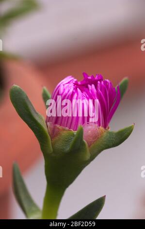 Gros plan d'une fleur violette sur le point d'ouvrir de la plante connue sous le nom de griffe de chat (Carpobrotus edulis) Banque D'Images