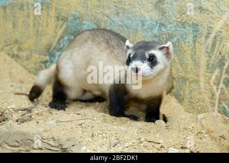 Ferret à pieds noirs. SMH,Maison des petits mammifères,espèces: Nigripes,genre: Mustela,famille: Mustelidae,ordre: Carnivora,Classe: Mammalia,Phylum: Chordata,Royaume: Animalia,mammifère,horizontal,BFF,Ferret à pieds noirs,Ferret,Mustelid Banque D'Images