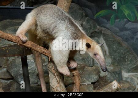 Tamandua du sud. Anteater,Manny,Tamandua,espèce: Tétradactyla,genre: Tamandua,famille: Myrmecophagidae,ordre: Pilosa,Classe: Mammalia,Phylum: Chordata,Royaume: Animalia,Edentate,Xenarthara,Tamandua,SMH,petite maison de mammifères,mâle,Collard,horizontal,Anteater,Anteater,Anteater,Anteater,Tetteater,Tetteater,Tetandua,Tetandu Banque D'Images