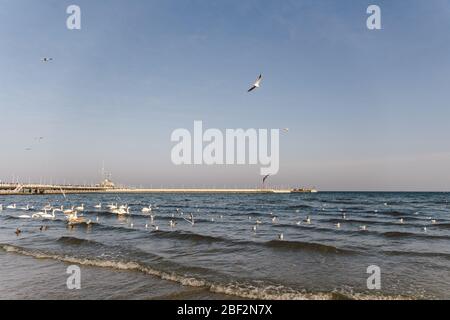 Cygnes et mouettes sur la plage de la mer Baltique à Sopot, Pologne. Les oiseaux de mer hivernent dans la baie de mer ouverte. Cygnes sur la mer d'hiver Banque D'Images