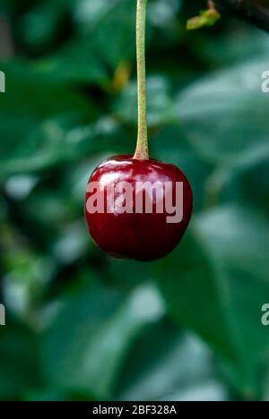 des fruits à la cerise longer accrochés sur l'arbre, à proximité Banque D'Images